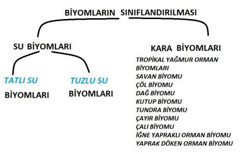  Biyomların sınıflandırılması 